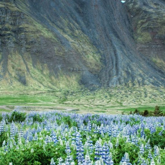 Landscape meadow mountain Android SmartPhone Wallpaper