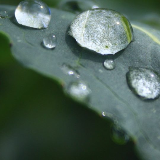 Natural chloroplast Android SmartPhone Wallpaper