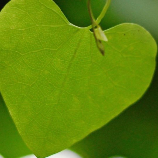 Natural chloroplast Android SmartPhone Wallpaper
