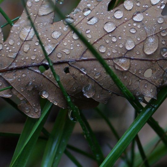 Natural chloroplast Android SmartPhone Wallpaper