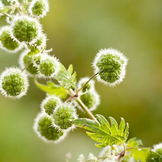 Natural chloroplast Android SmartPhone Wallpaper