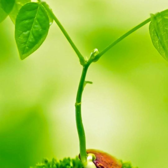 Natural Eda green Android SmartPhone Wallpaper