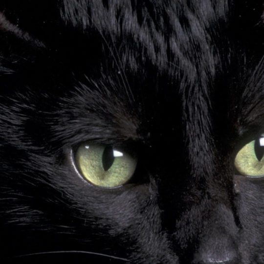 Black cat Android SmartPhone Wallpaper