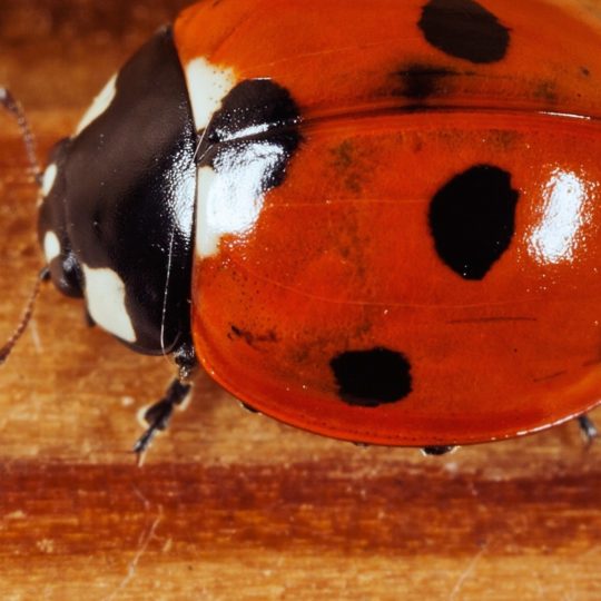 Animal ladybug Android SmartPhone Wallpaper