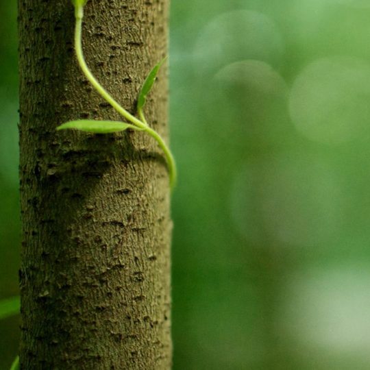 Natural Ki green Android SmartPhone Wallpaper