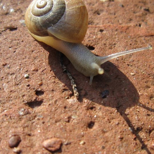 Animal snail Android SmartPhone Wallpaper