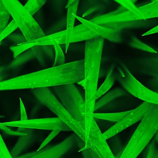 Natural chloroplast Android SmartPhone Wallpaper