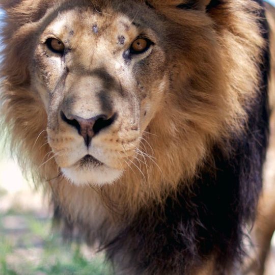 Animal lion Android SmartPhone Wallpaper