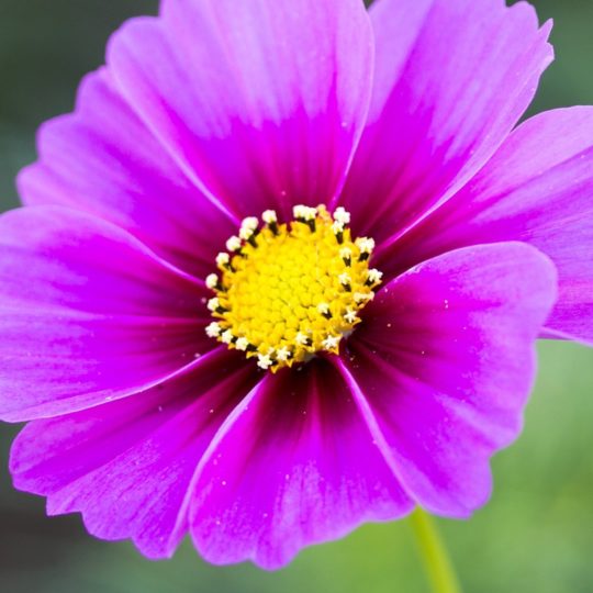 Natural flower purple Android SmartPhone Wallpaper