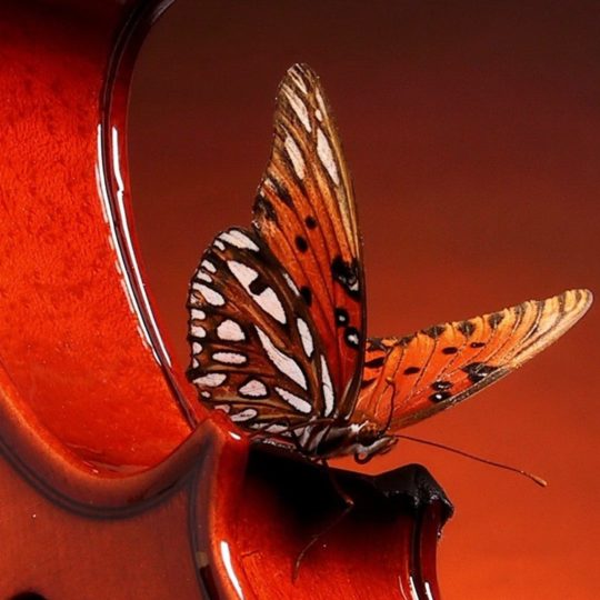 Animal butterfly Android SmartPhone Wallpaper