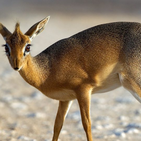 Animal deer Android SmartPhone Wallpaper