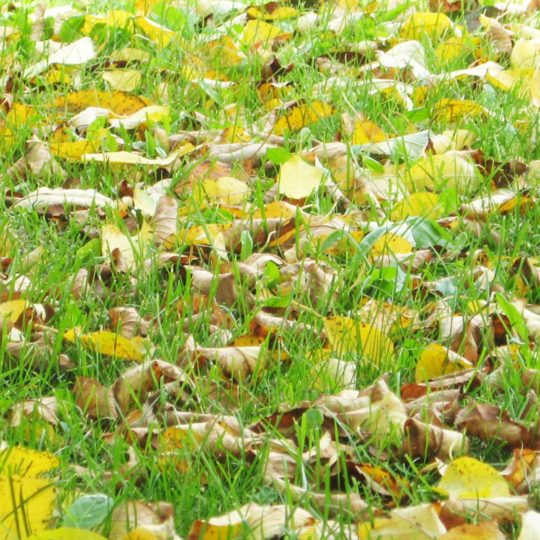 Natural yellow fallen leaves Android SmartPhone Wallpaper