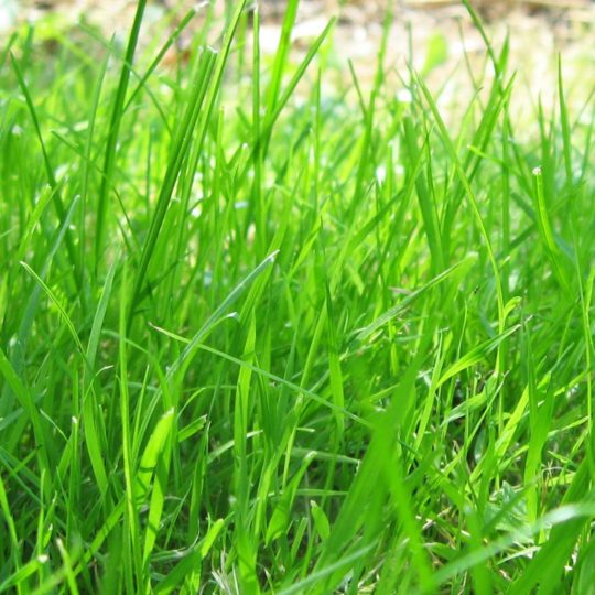 Natural grass green Android SmartPhone Wallpaper