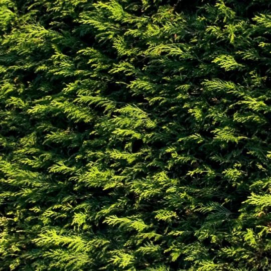 Natural chloroplast Android SmartPhone Wallpaper