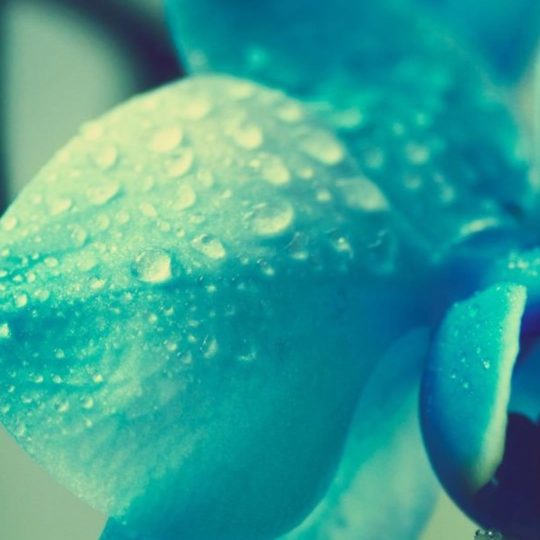 Natural Ha blue Android SmartPhone Wallpaper