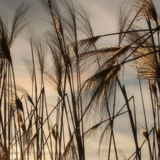 Natural pampas grass Android SmartPhone Wallpaper