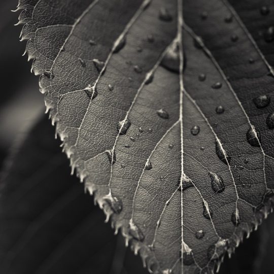 Natural Ha black Android SmartPhone Wallpaper