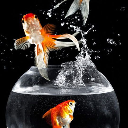 Animals Fish Cool Android SmartPhone Wallpaper
