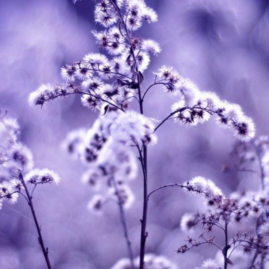 Natural flower purple Android SmartPhone Wallpaper