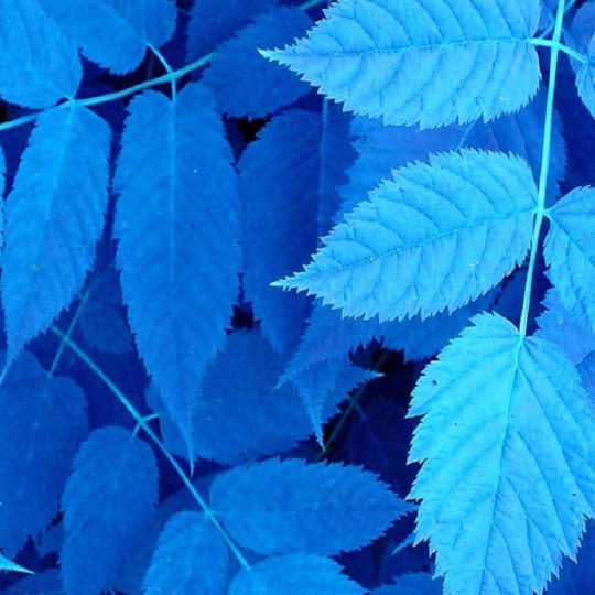Natural Ha blue Android SmartPhone Wallpaper