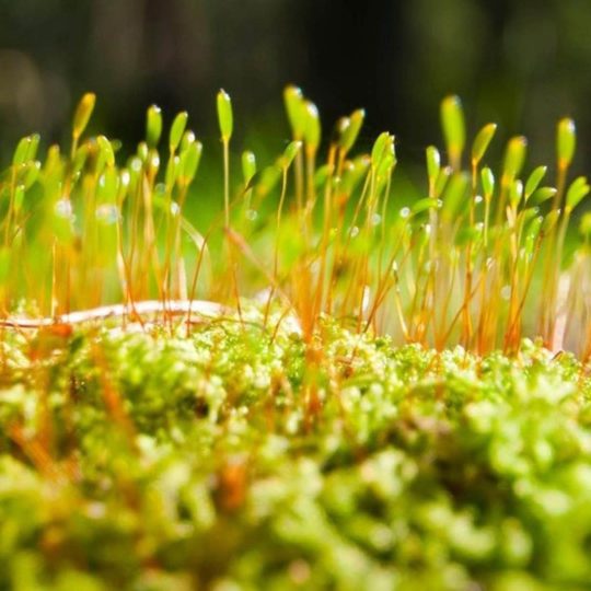 Natural chloroplast Android SmartPhone Wallpaper