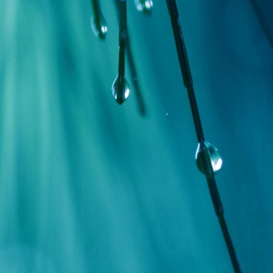 Natural branch water droplets Android SmartPhone Wallpaper
