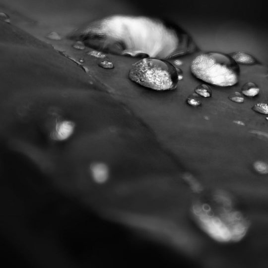 Natural Ha black Android SmartPhone Wallpaper