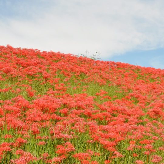 Natural  flower  red Android SmartPhone Wallpaper