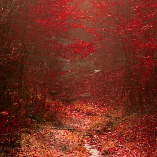 Landscape autumn leaves red Android SmartPhone Wallpaper