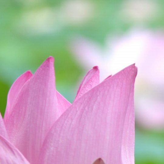 Natural  flower  pink Android SmartPhone Wallpaper