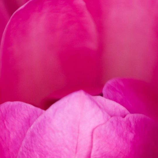 Natural  flower  pink Android SmartPhone Wallpaper