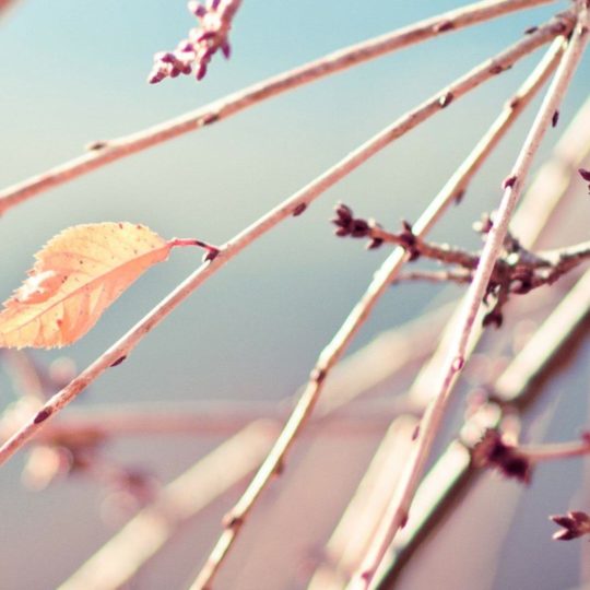 Natural branch Android SmartPhone Wallpaper