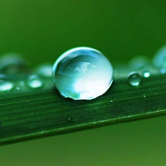 Natural chloroplast Android SmartPhone Wallpaper
