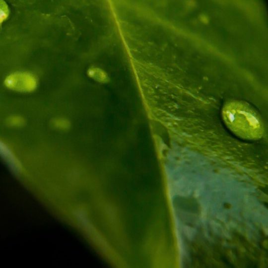 Natural chloroplast Android SmartPhone Wallpaper