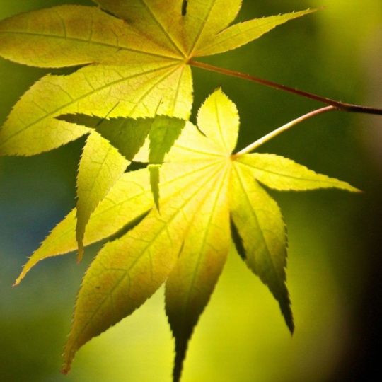 Natural chloroplast Android SmartPhone Wallpaper