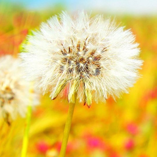 Natural dandelion yellow Android SmartPhone Wallpaper