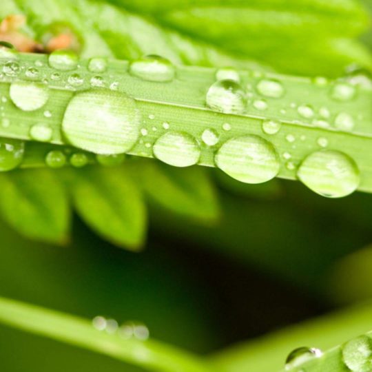 Natural chloroplast Android SmartPhone Wallpaper