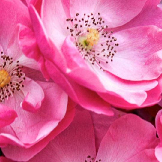 Natural  flower  pink Android SmartPhone Wallpaper