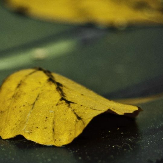 Natural yellow fallen leaves Android SmartPhone Wallpaper