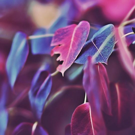 Natural leaf purple Android SmartPhone Wallpaper