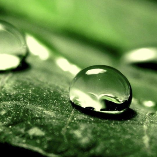 Natural chloroplast Android SmartPhone Wallpaper