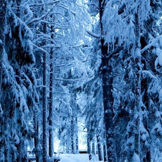 Tree-lined landscape snow Android SmartPhone Wallpaper