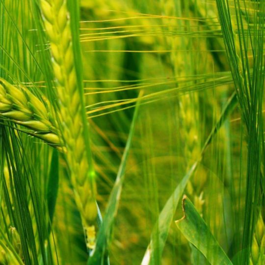 Natural Ine green Android SmartPhone Wallpaper