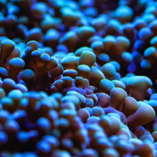 Natural blue Android SmartPhone Wallpaper
