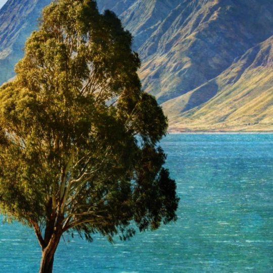 LandscapeTrees Android SmartPhone Wallpaper