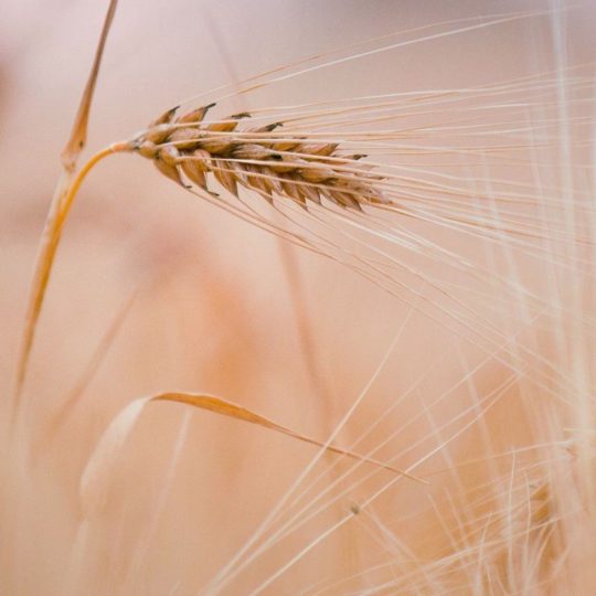 Natural wheat Android SmartPhone Wallpaper