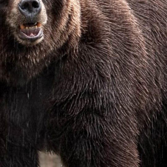 Animal bear Android SmartPhone Wallpaper
