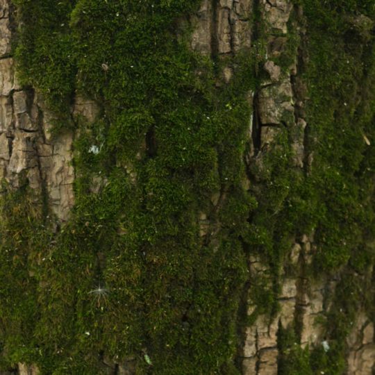 Tree moss green brown Android SmartPhone Wallpaper