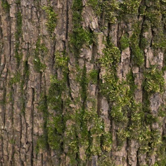 Tree moss green brown Android SmartPhone Wallpaper