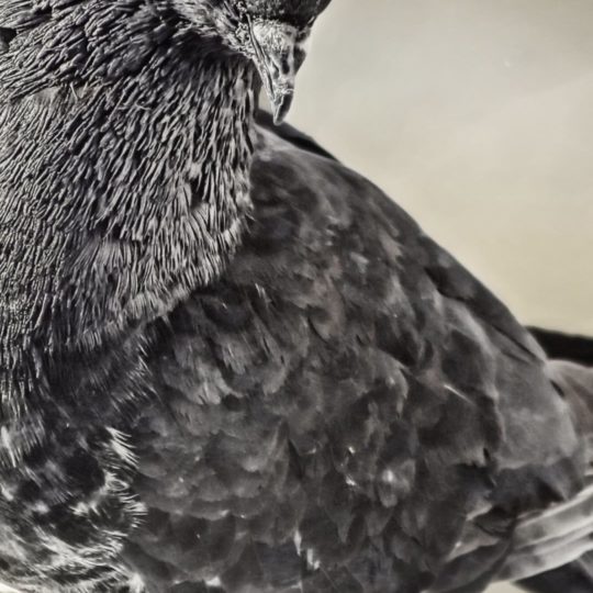 Animal dove Android SmartPhone Wallpaper